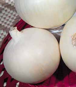 Southport White Globe Allium cepa 'Southport White Globe'